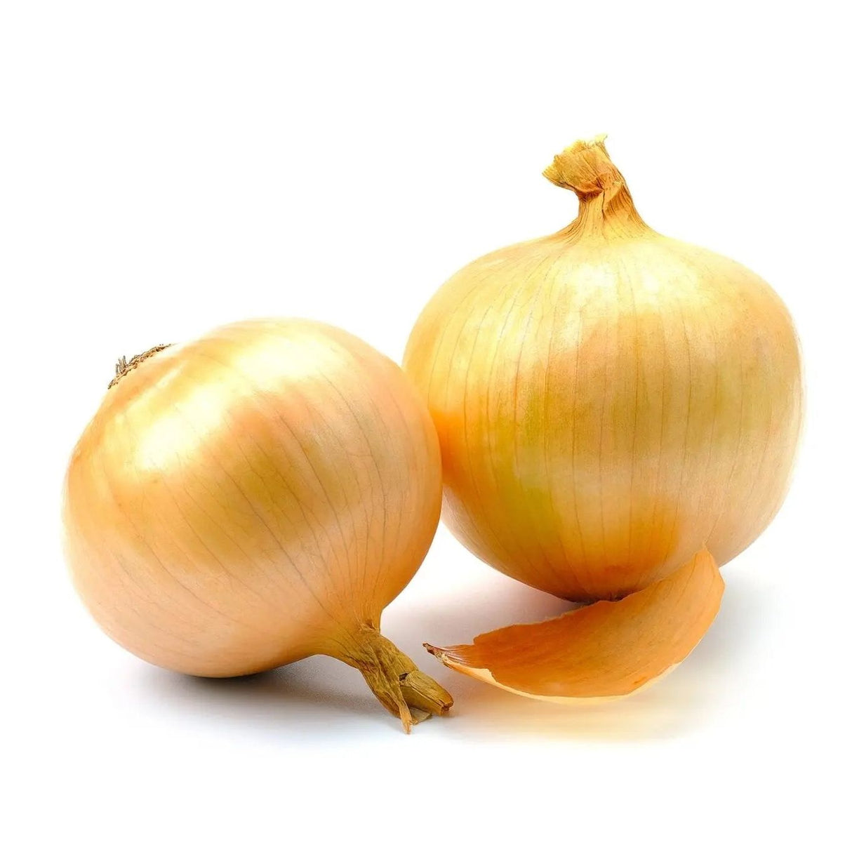 Onion Seeds - Utah Yellow Sweet Spanish - Alliance of Native Seedkeepers - Onion