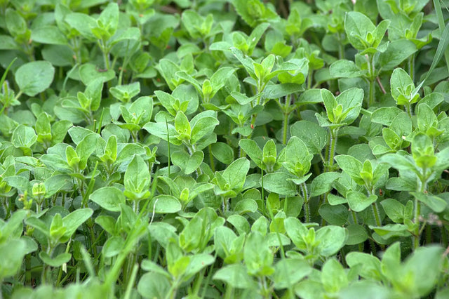 Oregano Seeds - Italian - Alliance of Native Seedkeepers - 4. All Herbs