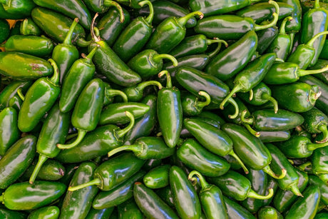 Pepper Seeds - Hot - Early Jalapeno - Alliance of Native Seedkeepers - Pepper