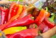 Pepper Seeds - Hot - Hungarian Hot Wax - Alliance of Native Seedkeepers - Pepper