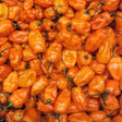 Pepper Seeds - Hot - Orange Habanero - Alliance of Native Seedkeepers - Pepper