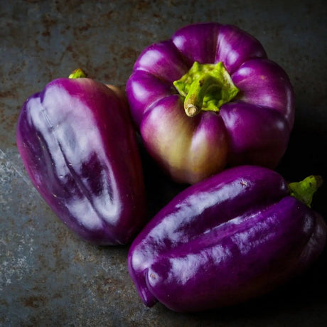 Pepper Seeds - Purple Beauty Bell - Alliance of Native Seedkeepers - Pepper