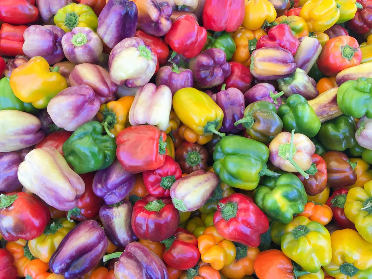 Sweet Bell Hybrid Sweet Pepper Mix - 35 Seeds per Packet