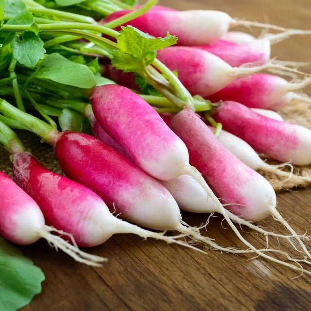 Radish Seeds - French Breakfast - Alliance of Native Seedkeepers - 1. All Vegetables