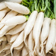 Radish Seeds - Japanese Daikon/Fracking - Alliance of Native Seedkeepers - 5. Cover Crops & Grains