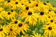 Rudbeckia Seeds - Black Eyed Susan - Alliance of Native Seedkeepers - Perennials