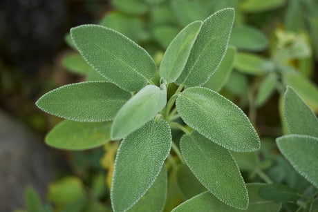 Sage Seeds - Broadleaf - Alliance of Native Seedkeepers - 4. All Herbs