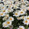 Shasta Daisy Seeds - Alaska - Alliance of Native Seedkeepers - Perennials