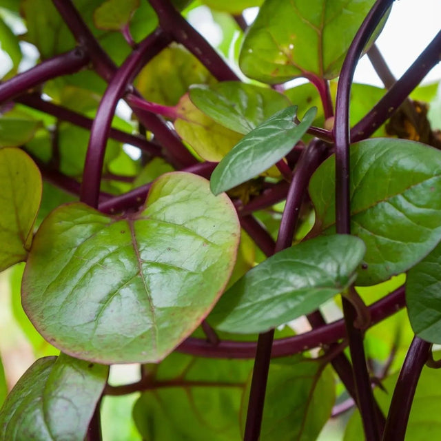 Spinach Seeds - Red Malabar - Alliance of Native Seedkeepers - Spinach