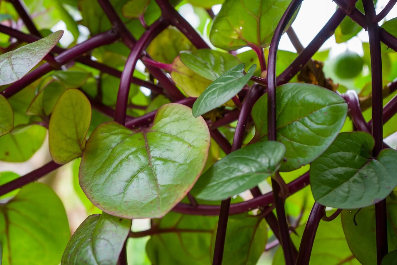 Heirloom Spinach Seeds