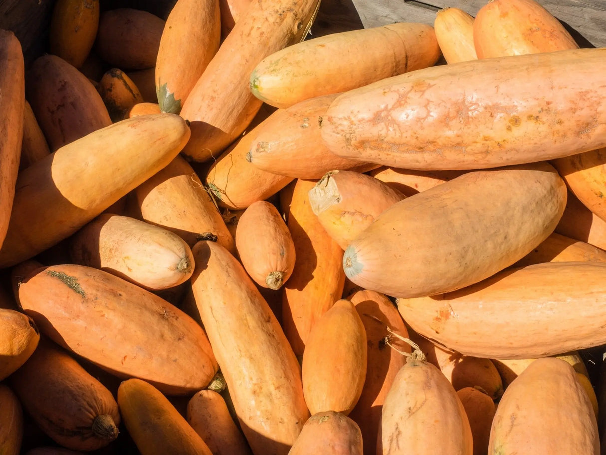 Squash Seeds - Cherokee Candy Roaster - Alliance of Native Seedkeepers - Squash