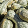 Squash Seeds - Green Striped Cushaw - Alliance of Native Seedkeepers - Squash