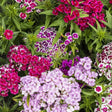 Sweet William Seeds - Tall Single Mix - Alliance of Native Seedkeepers - 3. All Flowers