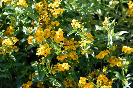 Tarragon - Sweet Mace - Mexican Mint Marigold - Alliance of Native Seedkeepers - 3. All Flowers