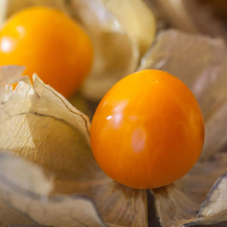 Tomatillo Seeds - Aunt Molly's Ground Cherry - Alliance of Native Seedkeepers - Ground Cherry