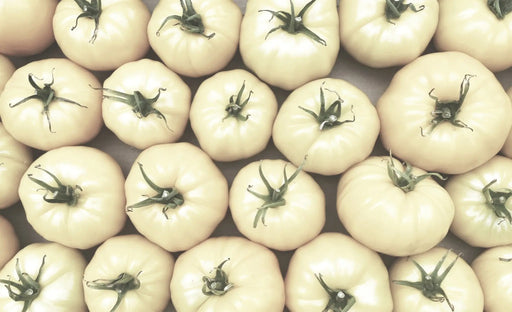 https://www.allianceofnativeseedkeepers.com/cdn/shop/products/tomato-seeds-great-white-beefsteak-tomato-alliance-of-native-seedkeepers-tw1-415345_512x313.jpg?v=1700536510