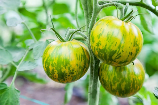 Tomato Seeds - Yellow Brandywine — Alliance of Native Seedkeepers
