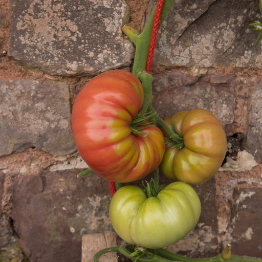 Tomato Seeds - Great White Beefsteak — Alliance of Native Seedkeepers