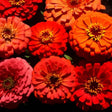 Zinnia Seeds - Berry Tart Mix (Coming Jan/Feb 2024) - Alliance of Native Seedkeepers -